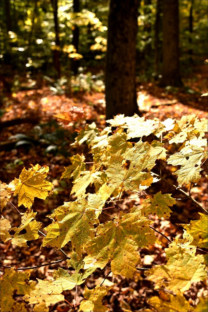 Fall 2019 NYS