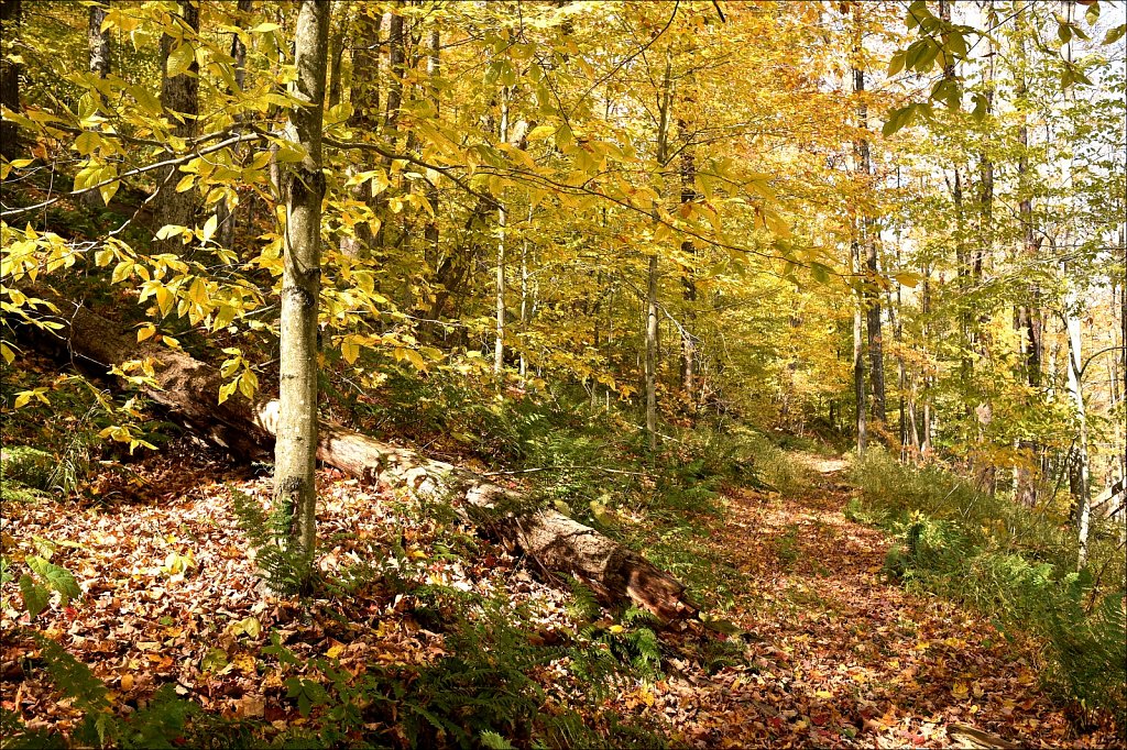 Fall 2019 NYS