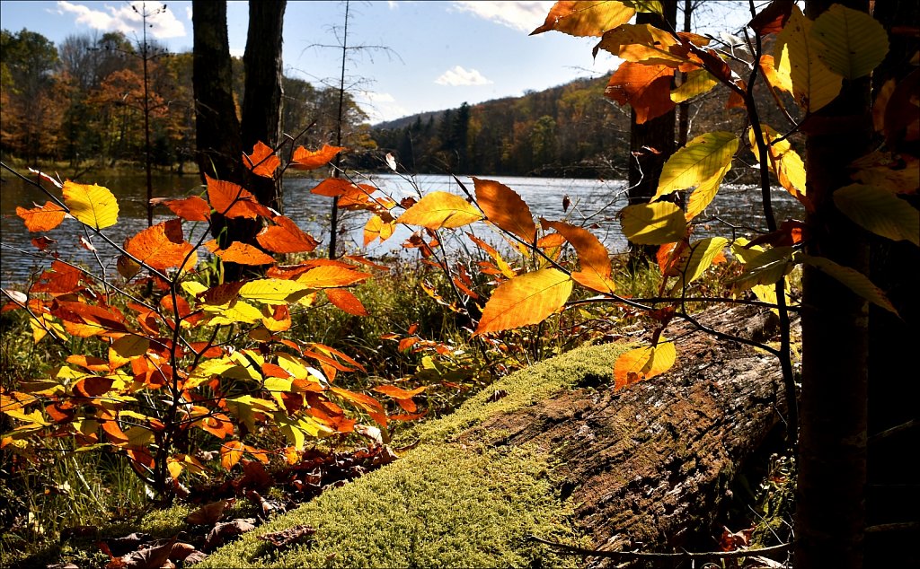 Fall 2019 NYS