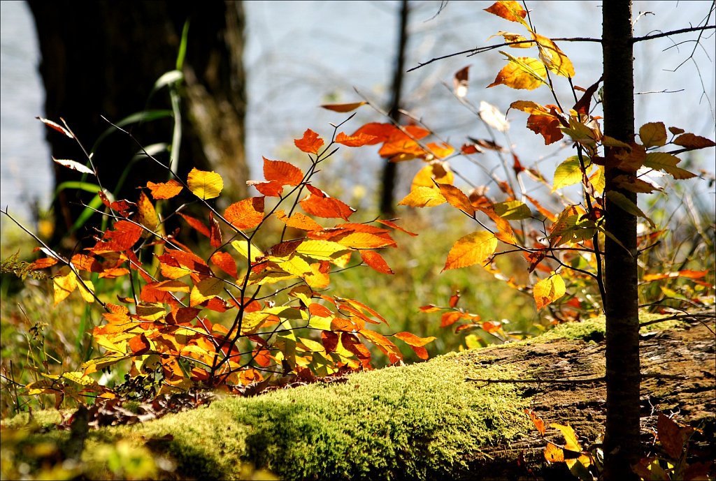 Fall 2019 Upstate NY