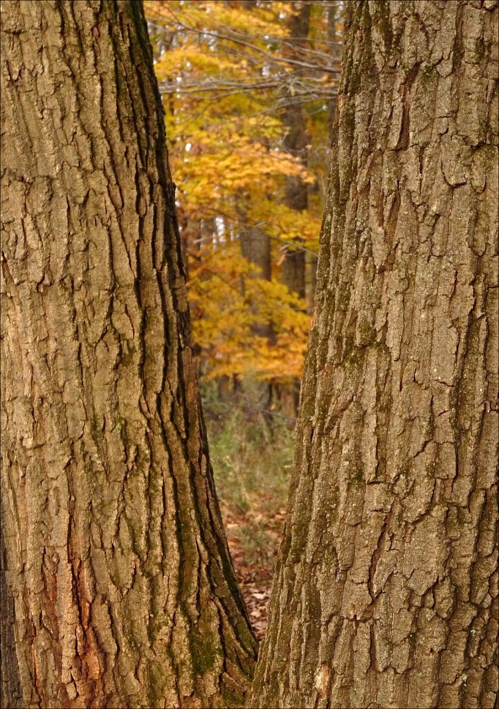 2019218F-P1090197.jpg
