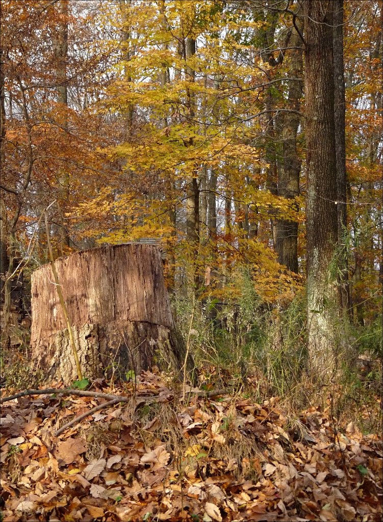 2019218F-P1090200.jpg