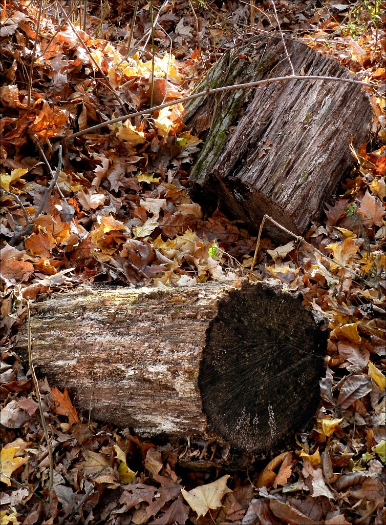 2019218F-DSCN0111.jpg