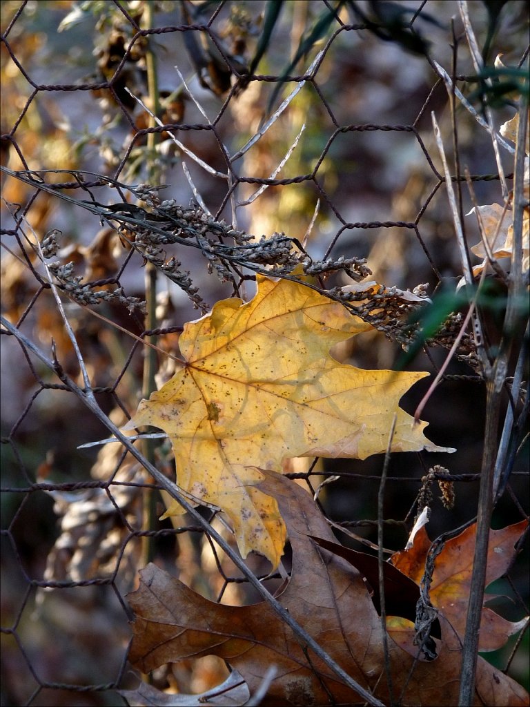Caught Up In Fall