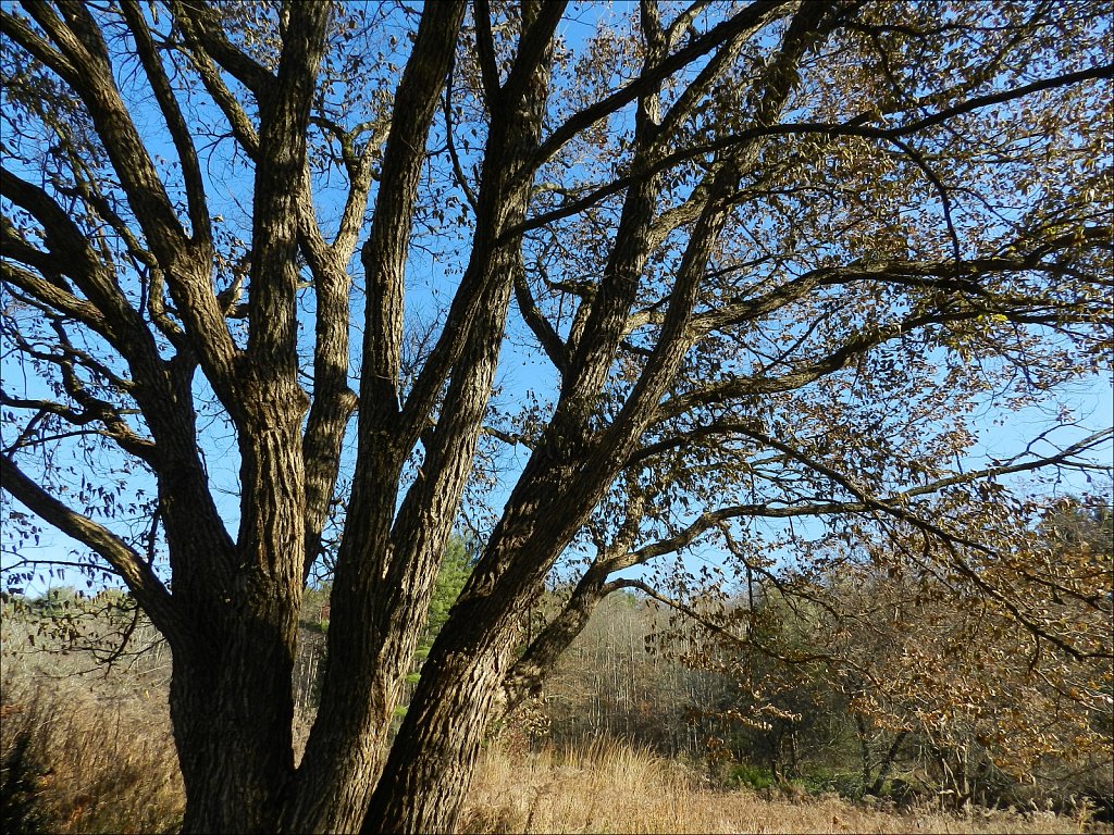 Willowwood Arboretum 