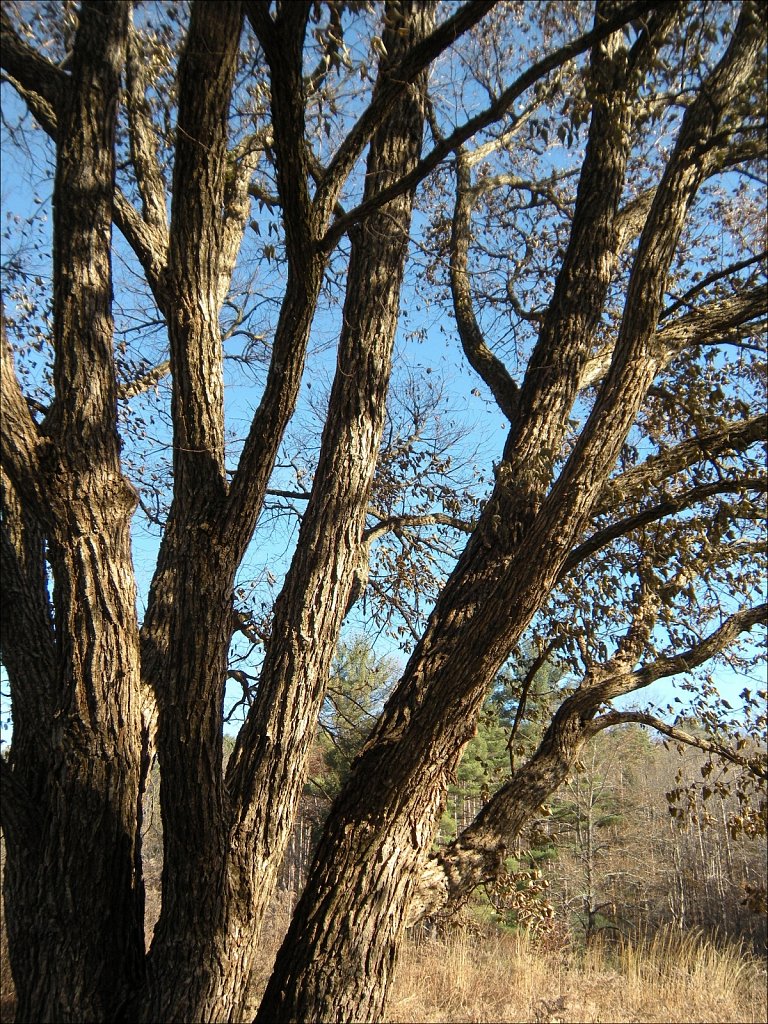 Willowwood Arboretum 