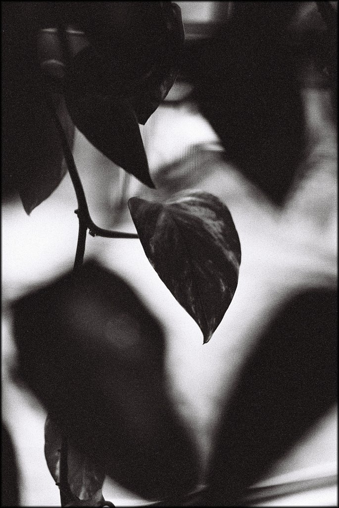 2019218F-Pentax-P30-Kodak-TMax-3200-10.jpg