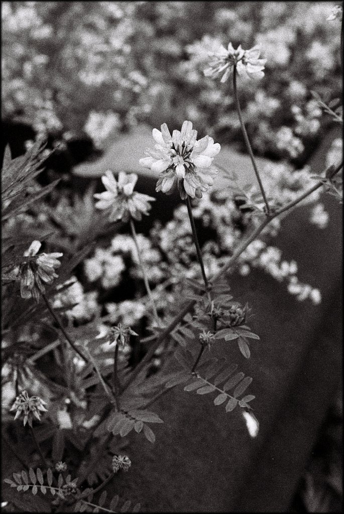 2019218F-Pentax-P30-Kodak-TMax-3200-020.jpg