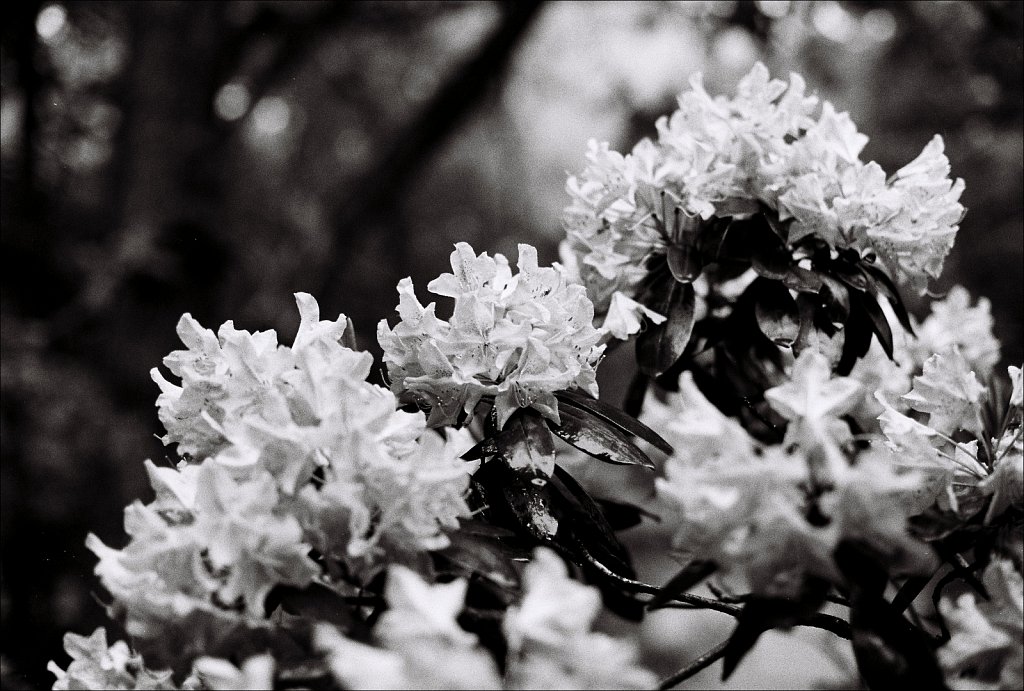 2019218F-Nikon-F100-Kodak-TriX-18.jpg