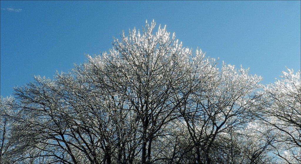 Ice On Trees