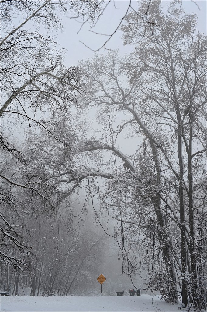Fog with Snow