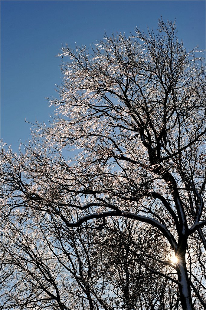 Ice On Trees