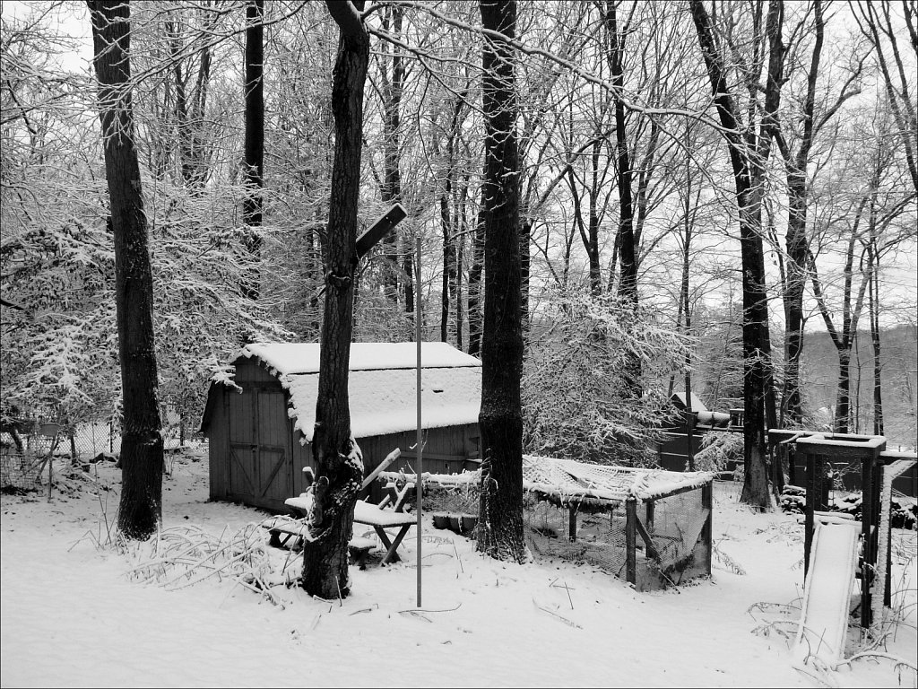 Around The Yard In The Snow