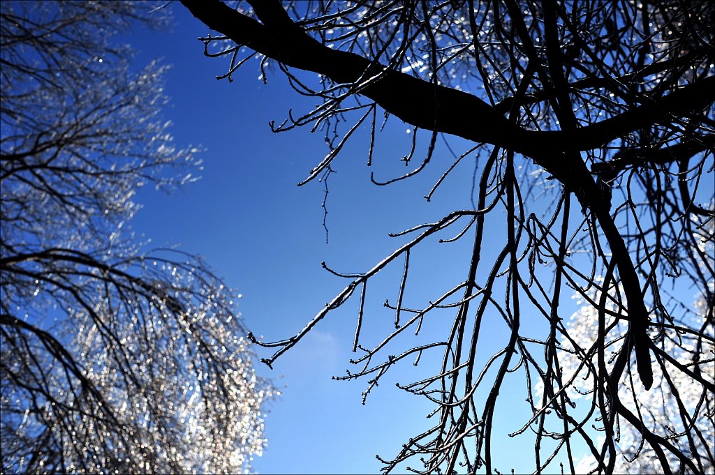 Ice On Trees