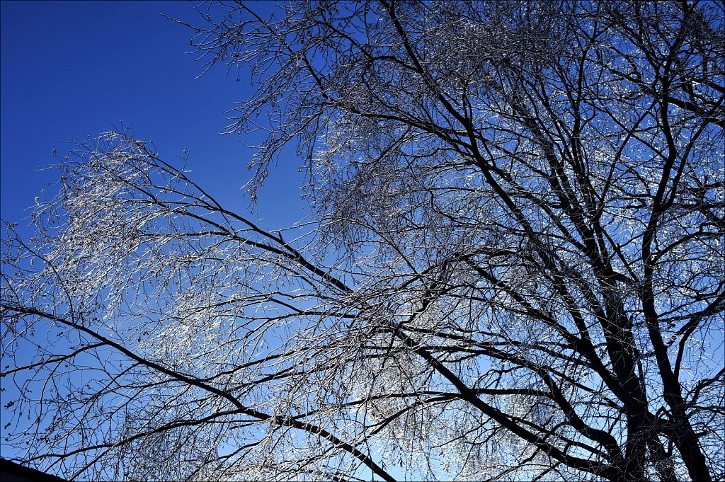 Ice On Trees