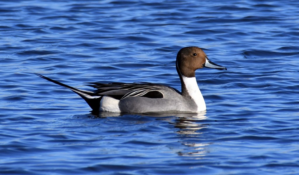 Pintail-6227.jpg