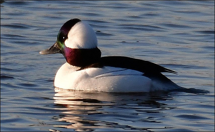 20200223-Bufflehead-6476-copy.jpg