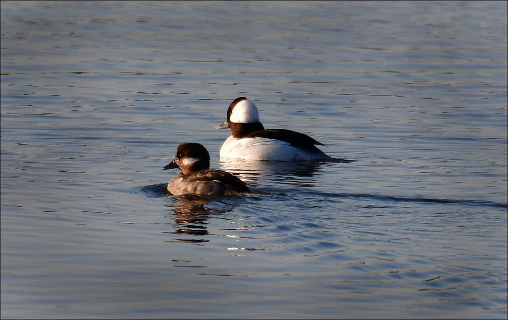 20200223-Male-Female-Bufflehead-6493-copy.jpg