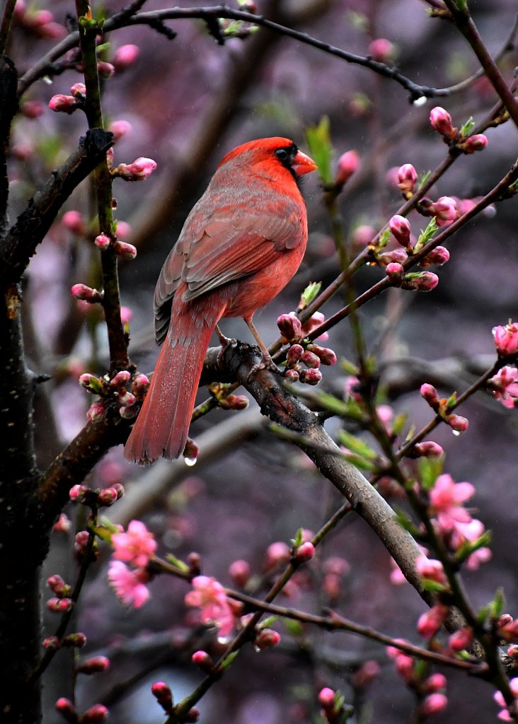 Cardinal-in-Peach-Tree-6728-copy.jpg