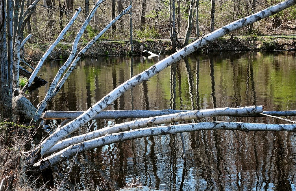 Turkey Brook Park