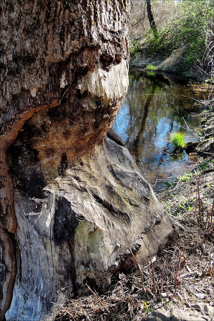 Turkey Brook Park