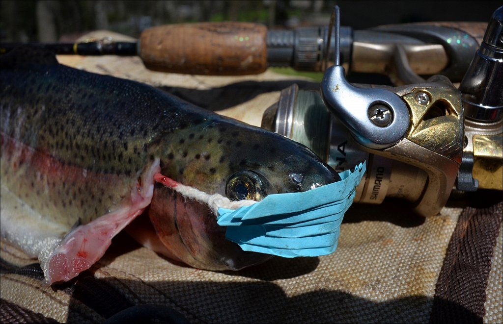 A Safe To Eat Rainbow Trout