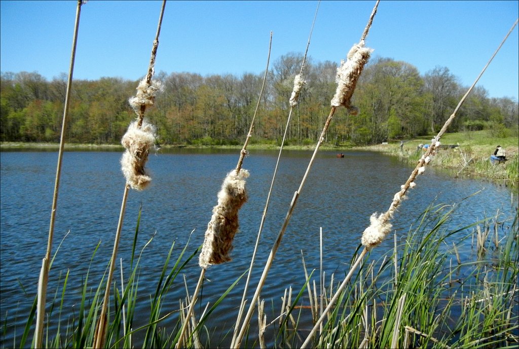 Mountain Farm Pond