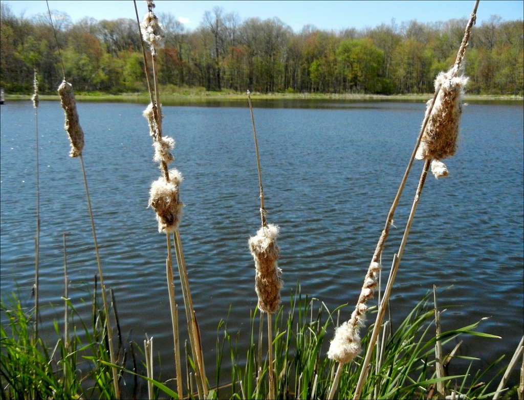 Mountain Farm Pond