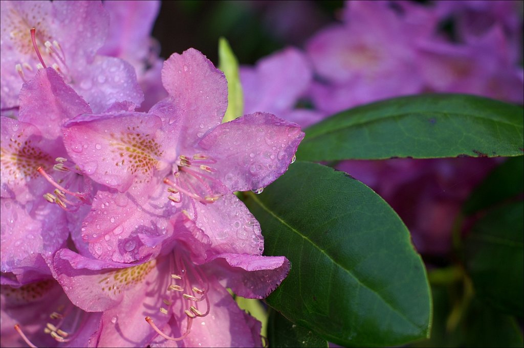 Rhododendrons 