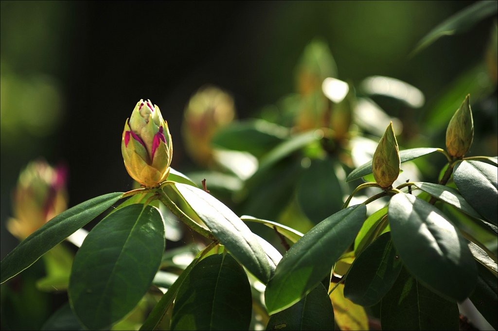 Rhododendrons 