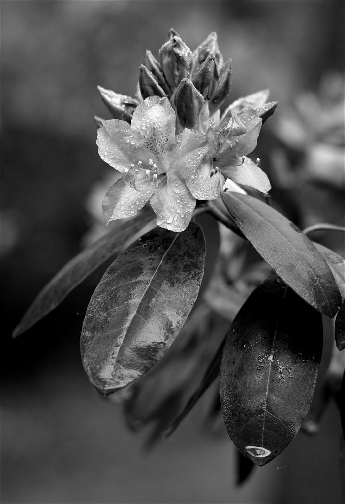 Rhododendrons 