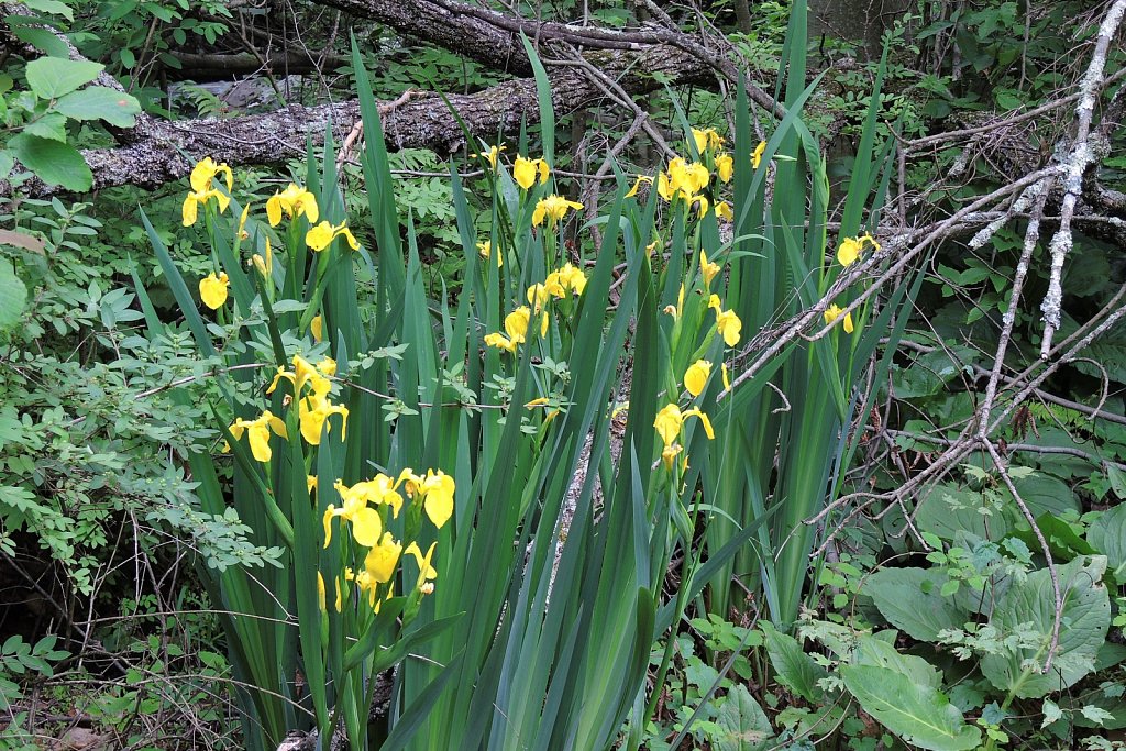 Black River County Park