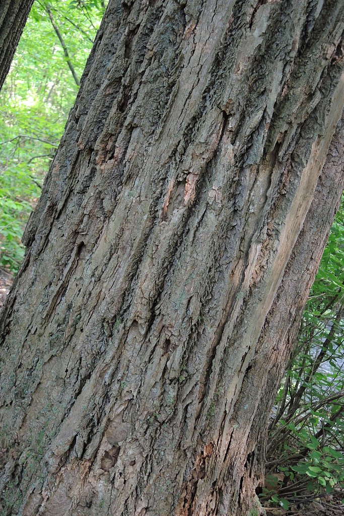 Black River County Park