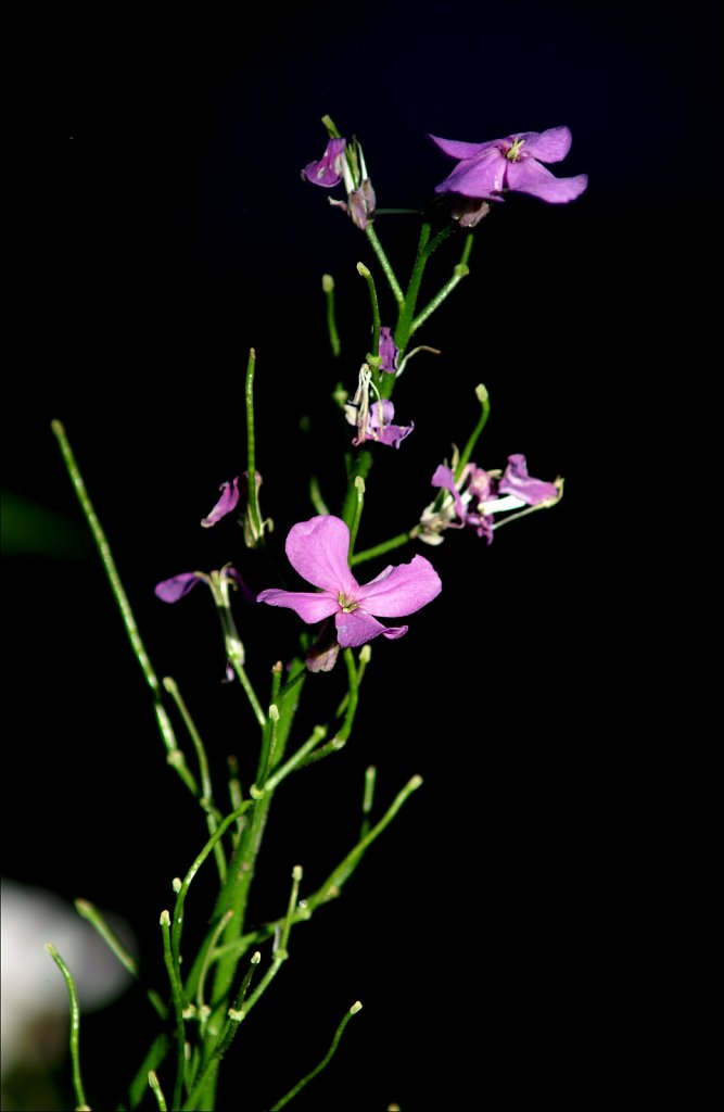 Along the Columbia Trail