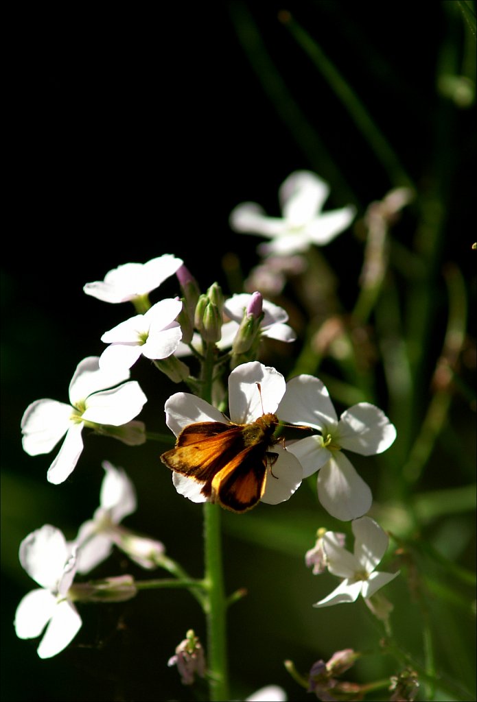 Along the Columbia Trail