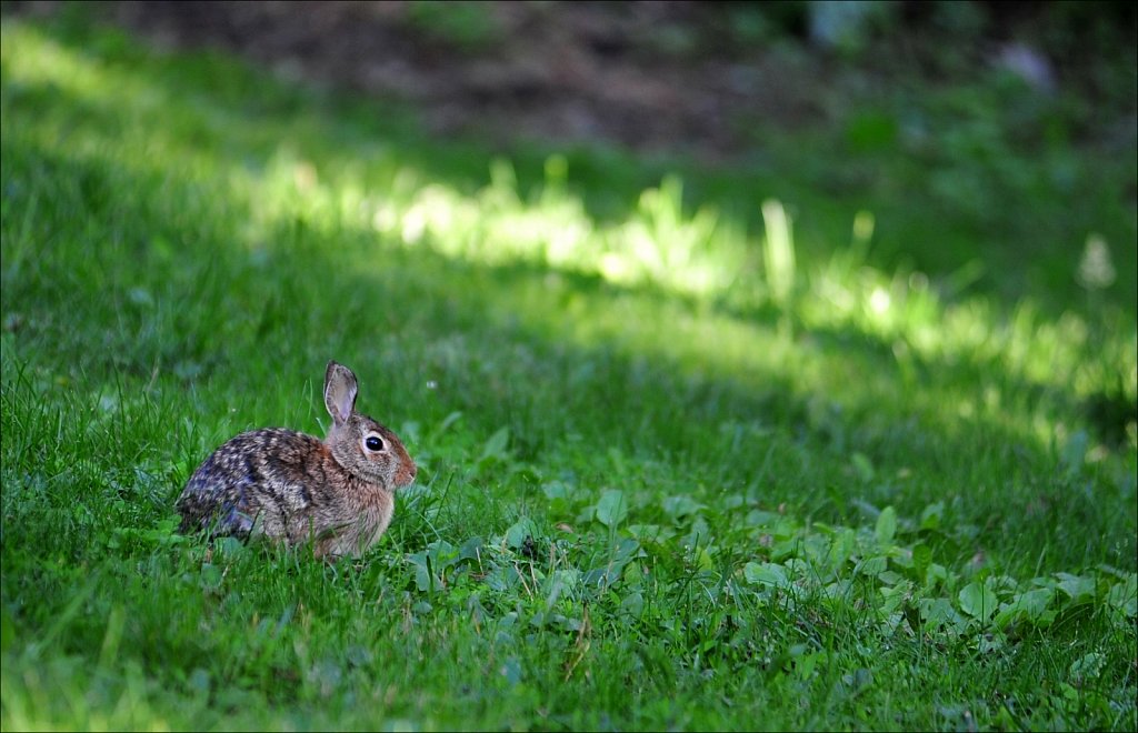 Cottontail