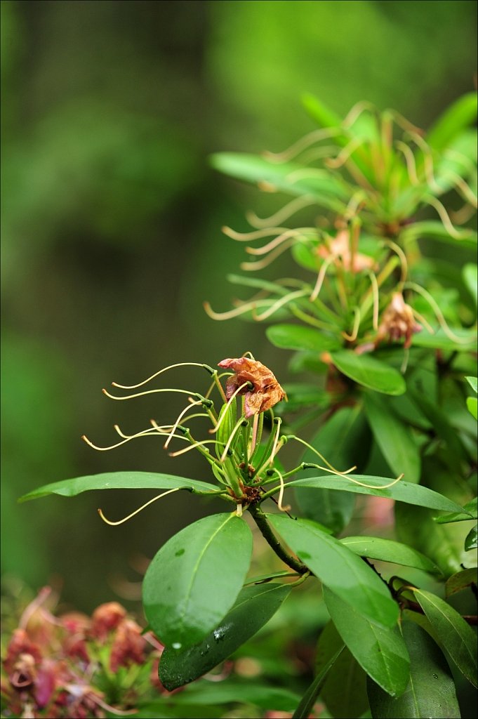 Rhododendrons Dying Off