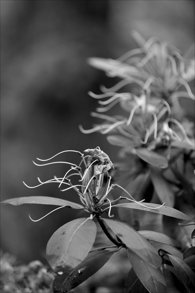 Rhododendrons Dying Off