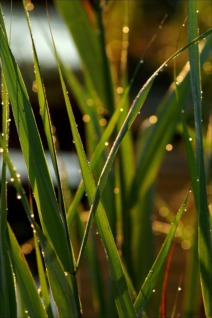 Punk Grass