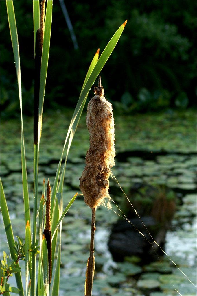 Punk Grass