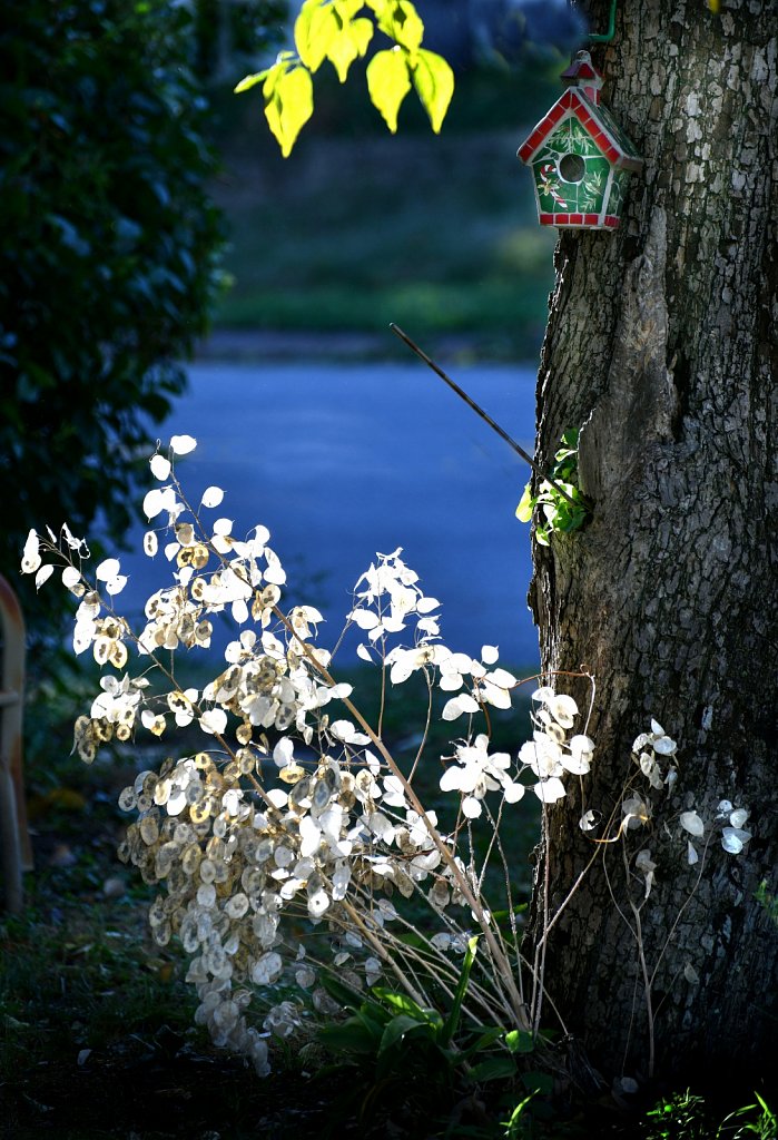 Silver-Dollar-Plant-1812-copy.jpg