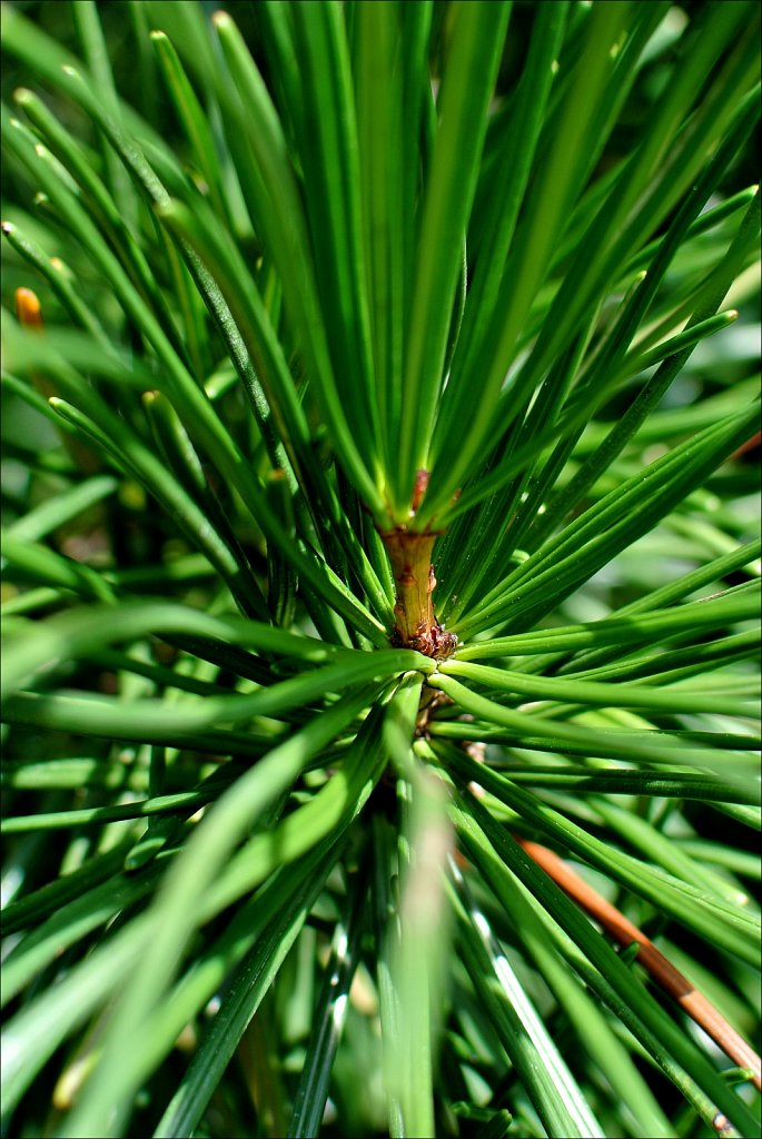 Willowwood Arboretum 