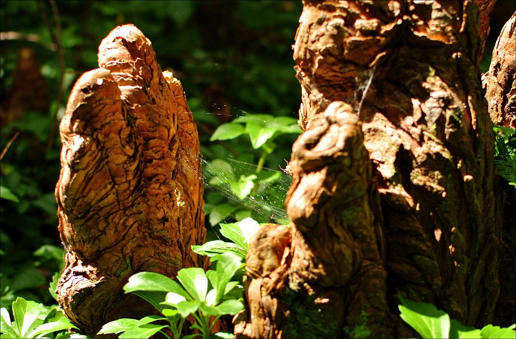 Willowwood Arboretum 