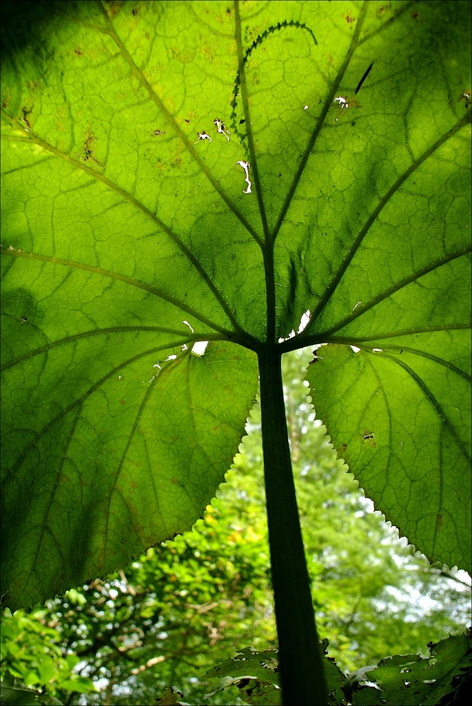 Willowwood Arboretum 