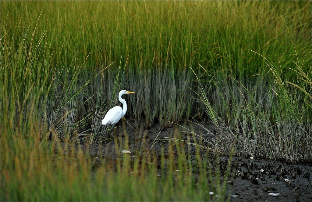 Great Egret