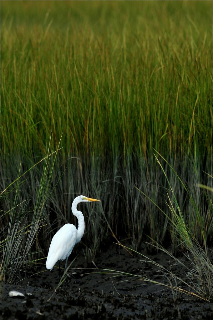 Great Egret