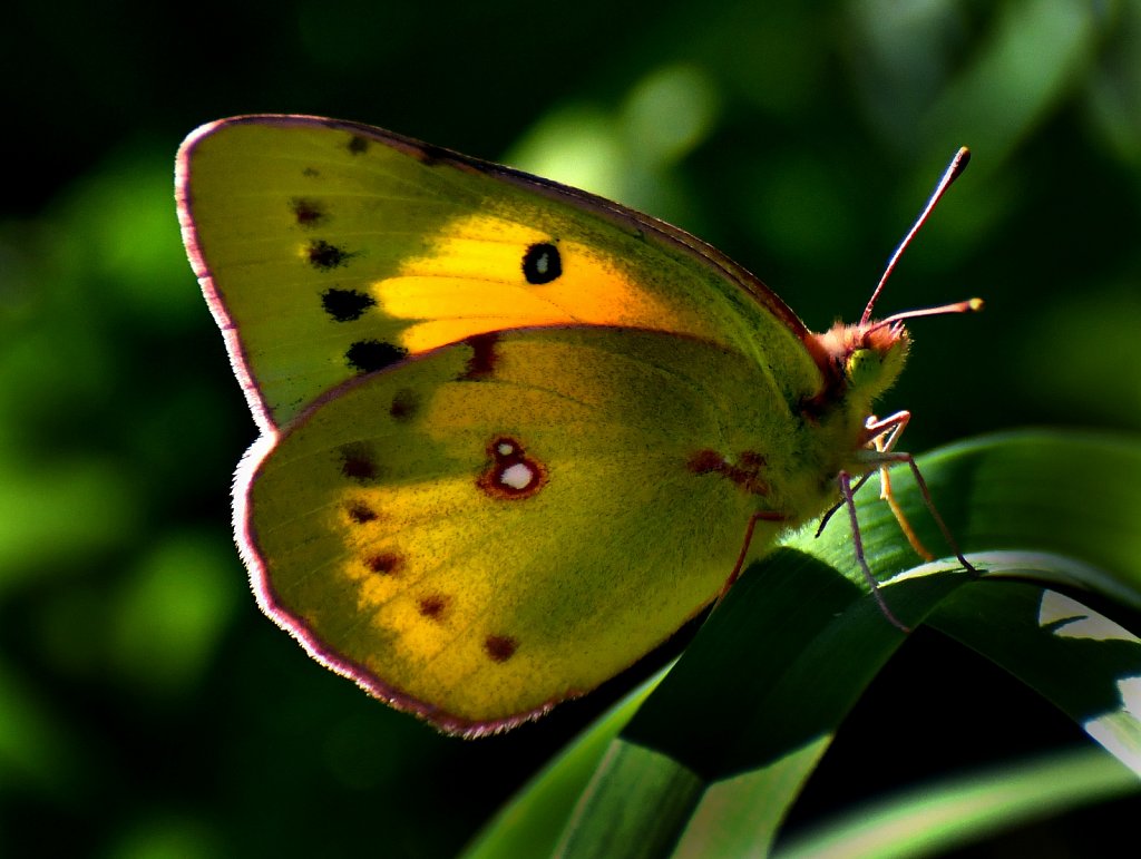 Orange Sulphur