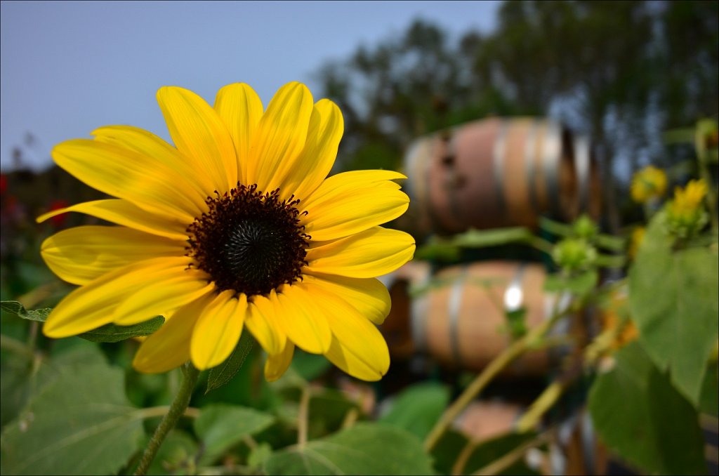 Cape May Winery