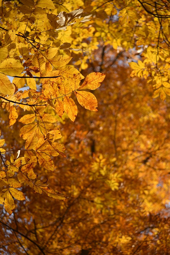 Stephen State Park