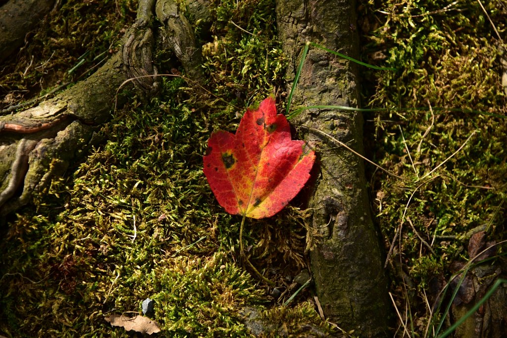 Schooley's Mountain Park